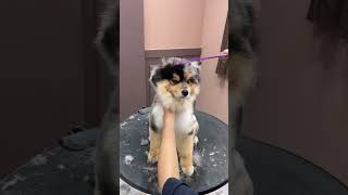 ADORABLE POMERANIAN FACELIFT AND GROOMING CARE 🙉🐶🐾 pets cuteanimal cuteanimal cutepuppy [upl. by Beutler749]