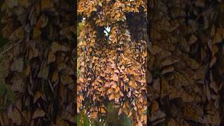 Monarch Butterfly MigrationJourney across Continents MonarchButterflies ButterflyMigration [upl. by Aihsilef453]