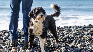 Getting to Know Portuguese Water Dogs The Perfect Pet for FirstTime Dog Owners [upl. by Naaitsirhc4]