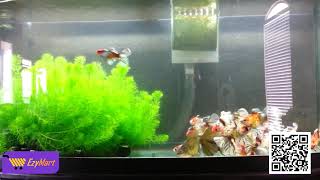 Live Aquarium Plant Foxtail  EzyMart Online All Items Shopping in Sri Lanka Daraz Lk [upl. by Justine]