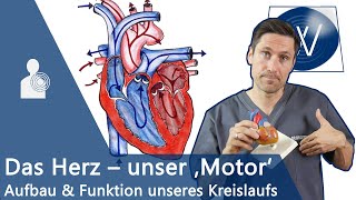 Unser Herz amp Blutkreislauf einfach erklärt Anatomie Funktion und Physiologie vom Lebensmotor [upl. by Yauqaj176]