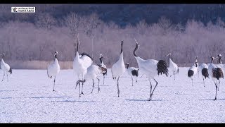 “sarorun kamuy”Redcrowned craneGrus japonensisUntouched Hokkaido  タンチョウヅル [upl. by Boothe]