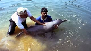 Ganges River Dolphin [upl. by Akehsyt]