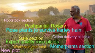 Export Quality Rose plants  New plot  Sale Section  Motherplants  Pushpanjali Rosery [upl. by Atirma64]