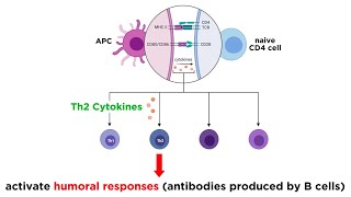 Cytokines and Chemokines [upl. by Yssirhc972]