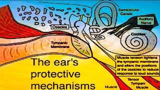 TYMPANIC REFLEX  ATTENUATION REFLEX  ACOUSTIC REFLEX [upl. by Lorain341]