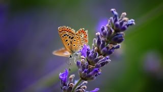 LAVENDER GIRL 2 To Where You Are  Maria My Own [upl. by Susana]