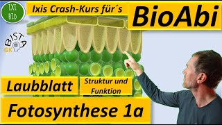 Fotosynthese 1a Skizze Querschnitt Laubblatt  Bau und Funktion Blatt  BioABi [upl. by Eveiveneg]