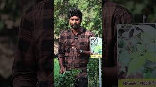 Miswak Plants  Mouth Freshener Plants  Miswak In Telugu  Kadiyam Abbai  Shorts  235 [upl. by Etnod]