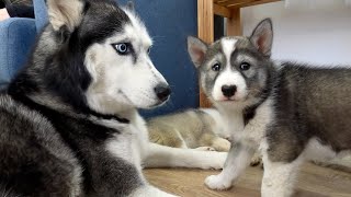 Funny Husky Reaction To Puppies Cute Husky Puppies [upl. by Hatnamas]