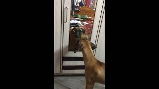 Graden dog  Funny moments  Daisy sis [upl. by Leibrag]