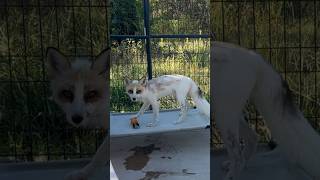 KitKat loves his carrot Go watch the full video of the Clevyr foxes picking new toys foxsounds [upl. by Perdita]