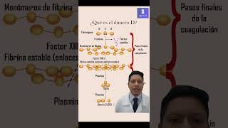 ¿Qué es el dimero D shorts hematologia coagulation [upl. by Anyel784]