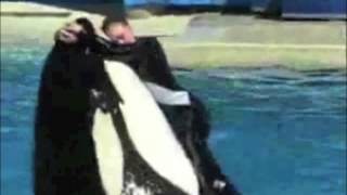 Тренеры и Косатки  Trainers and Orcas SeaWorld tribute [upl. by Hunsinger]