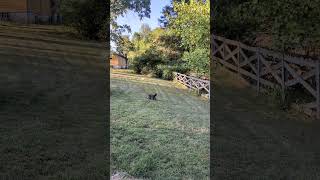 ❤️ Georgie The Malshipoo Loves to Play Fetch ❤️ [upl. by Martinson]