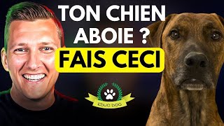 Chien qui aboie  la solution pour lempêcher daboyer  EDUC DOG [upl. by Clova233]