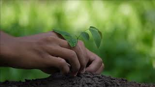 The importance of planting trees [upl. by Samuelson]