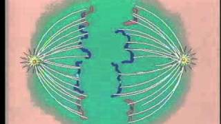 Anaphase The Third Stage of Mitosis [upl. by Cochrane]