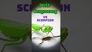 Duel Cengcorang vs Scorpion Mantis Vs Scorpion shorts shortvideo shortsviral [upl. by Uahc]