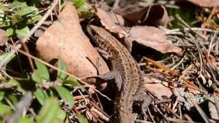 Common Lizard warming up under the sun [upl. by Ainitsirhc]