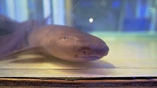 Short Tail Nurse Shark A RARE SIGHT [upl. by Otrebide642]