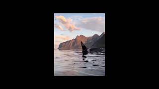 FJORD  Kayaking with killer whales killerwhale kayaking [upl. by Odlavu]