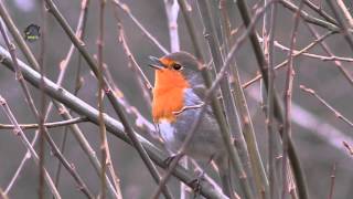 ROUGEGORGE FamilierMélodieuxErithacus rubecula  BRUITX [upl. by Dardani893]