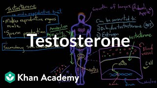 Testosterone  Reproductive system physiology  NCLEXRN  Khan Academy [upl. by Okiam]