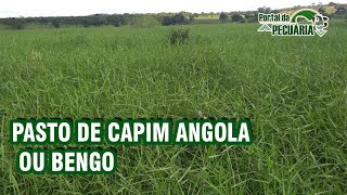 Pasto de capim Angola ou bengo [upl. by Yeltrab]