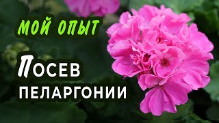 Посев семян пеларгонии Мой опыт и нюансы [upl. by Nivar]