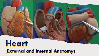 Heart External and Internal Anatomy [upl. by Yddet646]