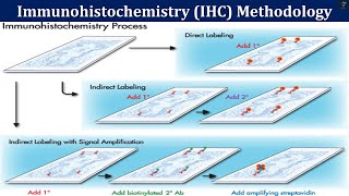 Immunohistochemistry IHC Methodology  Principle and Key Steps in IHC Methodology [upl. by Aihsenod858]