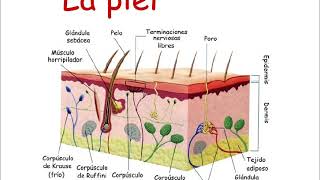 Fisiología humana 1 El sistema tegumentario La piel [upl. by Nesline927]