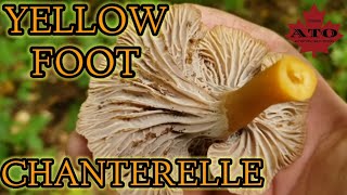 yellow foot chanterelle [upl. by Sedrul]