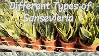 Different Types of Sansevieria [upl. by Armil858]