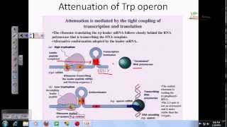 Tryptophan operon [upl. by Atinor240]