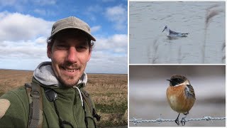 Seltener Vogel🦅 Birding an der Nordseeküste [upl. by Andrews146]