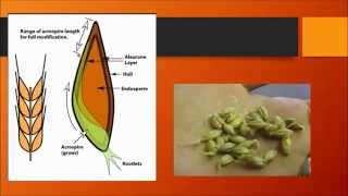 Free BJCP Prep Course Class 6 Malts and Malting [upl. by Westney]