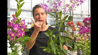 TOUT SAVOIR SUR DEUX DENDROBIUM TRÈS FACILES botanique culture entretien rempotage [upl. by Aibun]