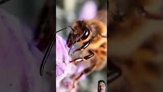 Honey collection centre honeybee honey amazingfacts tamil bee factinminute [upl. by Fondea]