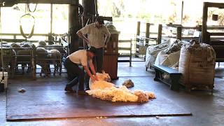 Caversham Wildlife Park Farm Show in Perth Australia [upl. by Ylluz]