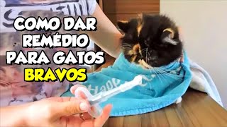 Como dar comprimido remédio para GATOS BRAVOS sem levar mordida  Gatil Hauser [upl. by Boykins606]