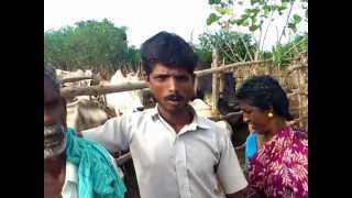 Thanjavur Cattle herding Konar castes  Endangered Part 2 [upl. by Jutta]