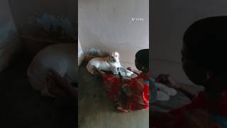 Amma feeding food to chokie dog chokie labrador viralshorts food mom [upl. by Assyral]