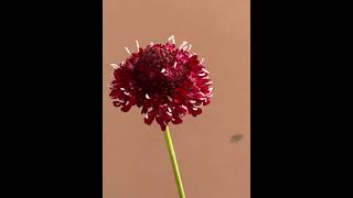 Scabiosa King Fire What an amazing color scabiosa flower flor [upl. by Arnuad]