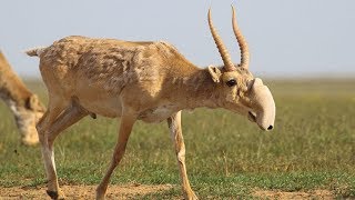 Saiga Antelope  Animal of the Week [upl. by Corilla]