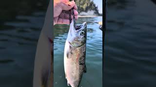 Coho salmon Puget Sound kayakfishing [upl. by Montfort]