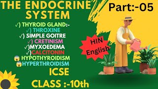 Thyroid Gland l Thyroxine l Iodine l Endocrine System [upl. by Aehsal]