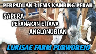 PERPADUAN KAMBING PERAH KUALITAS DAN KUANTITAS SUPER  LURISAE FARM PURWOREJO [upl. by Ettessil462]