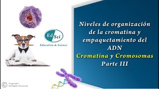 🔴 Organización de la cromatina y empaquetamiento del ADN cromatina y cromosoma  PARTE 3️⃣🧬 [upl. by Cynthy154]